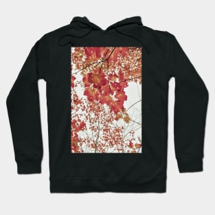 Scarlet x autumn leaf photograph Hoodie